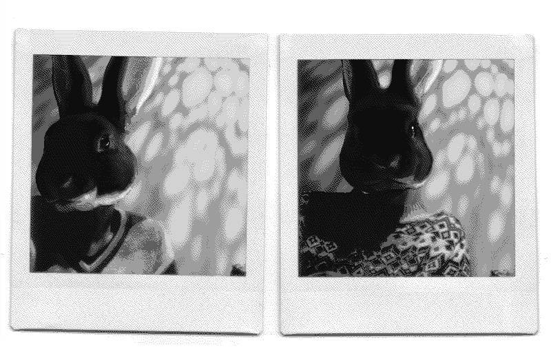the rabbits A dithered scan of two polaroid photos taken by our friend Brady featuring the rabbits rek and dev, both wearing very comfy sweaters