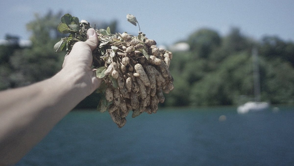 Some raw shelled peanuts
