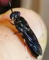 BlackSoldierFly.jpg