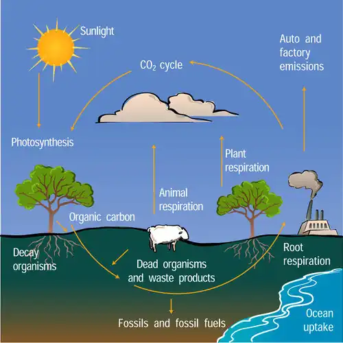 Carboncycle.jpg