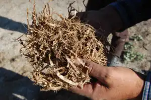 GIZ Wiedermann Tajikistan Algea for thermal insulation.jpg