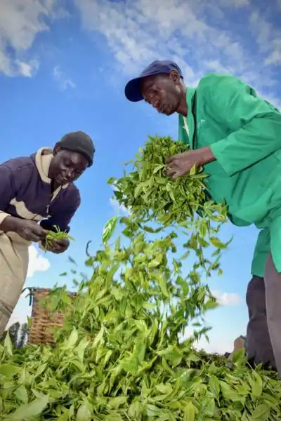 Tea sorting (GIZ / Böthling).