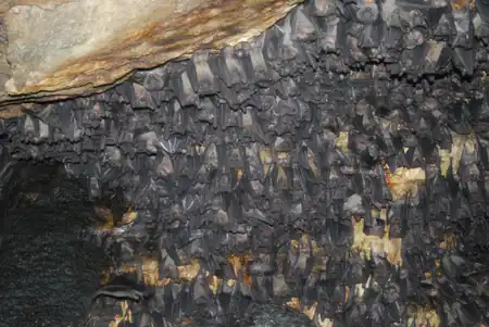African fruit bats (Rousettus aegyptiacus) roosting inside a cave in Uganda.