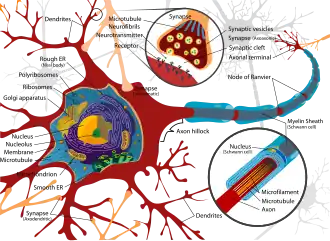 Complete labeled neuron.