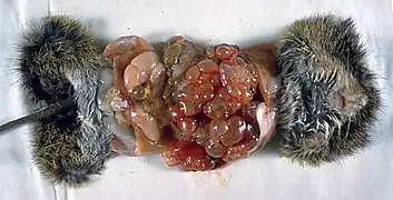 Cysts in a cotton rat