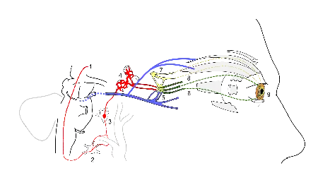 Scheme showing sympathetic and parasympathetic innervation of the pupil and sites of lesion in a Horner's syndrome.