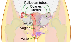 Schematic frontal view of female anatomy
