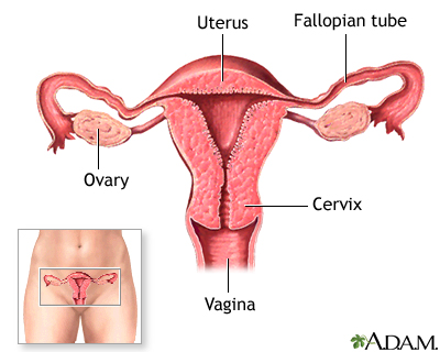 Birth control pill - series - Normal female anatomy Birth control pill - series - Normal female anatomy