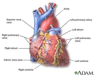 Heart - front view Heart - front view