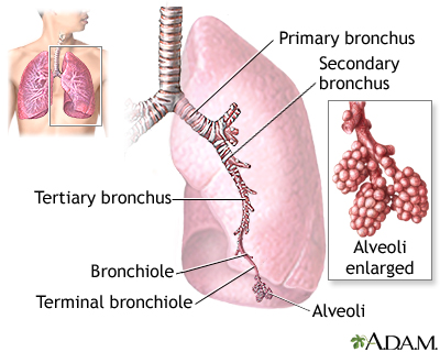 Lungs Lungs