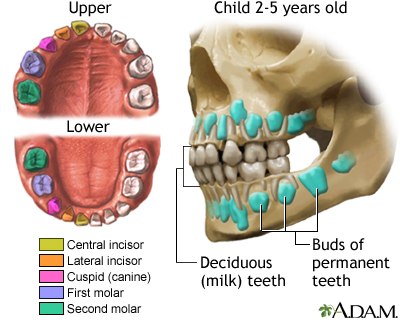 Development of baby teeth Development of baby teeth