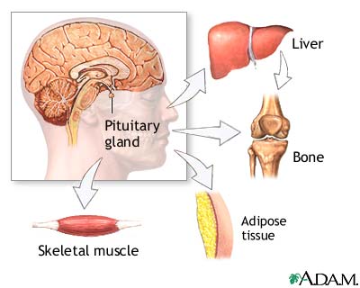 Growth hormone stimulation test - series Growth hormone stimulation test - series