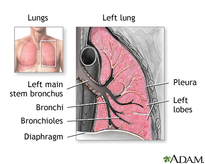 Lung anatomy Lung anatomy