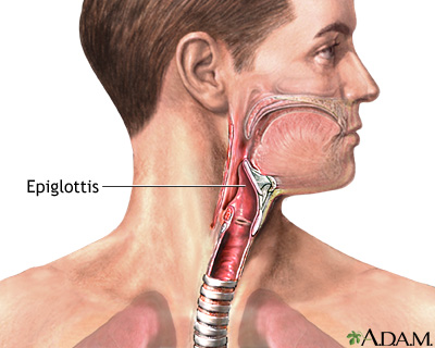 Epiglottis Epiglottis