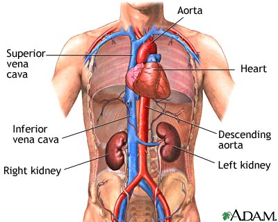Kidney function Kidney function