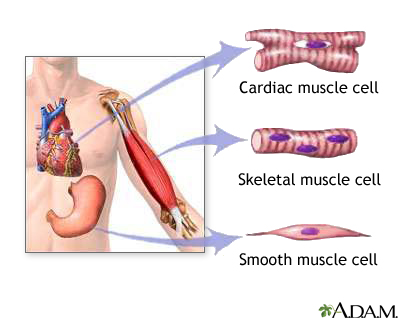 Types of muscle tissue Types of muscle tissue