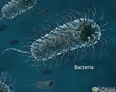 Bacteria Bacteria
