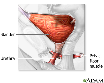 Bladder and urethral repair - series - Normal anatomy Bladder and urethral repair - series - Normal anatomy
