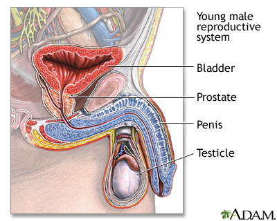 Young male reproductive system Young male reproductive system