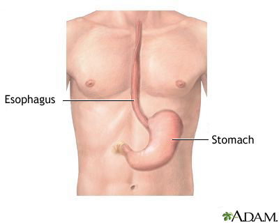 Esophagus and stomach anatomy Esophagus and stomach anatomy