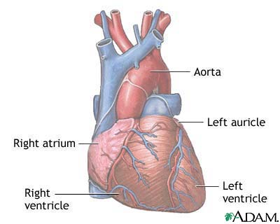Normal anatomy of the heart Normal anatomy of the heart