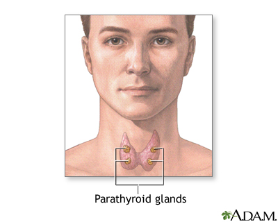 Parathyroid glands Parathyroid glands