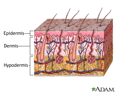Skin layers Skin layers