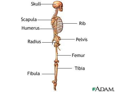 The skeleton (lateral view) The skeleton (lateral view)
