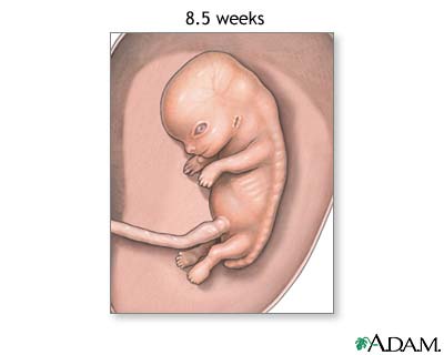 Fetus at 8.5 weeks Fetus at 8.5 weeks