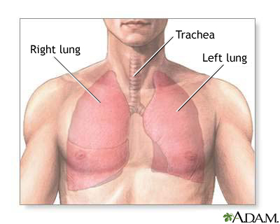 Normal lung anatomy Normal lung anatomy