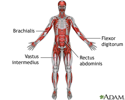 Deep anterior muscles Deep anterior muscles