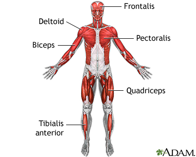 Superficial anterior muscles Superficial anterior muscles