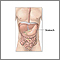 Normal abdominal anatomy Normal abdominal anatomy