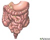 Gastrointestinal tract Gastrointestinal tract