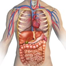 Anatomy