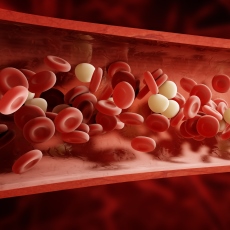 Blood