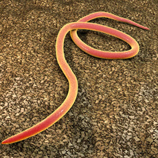 Pinworms