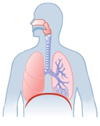 Anatomy illustration Anatomy illustration