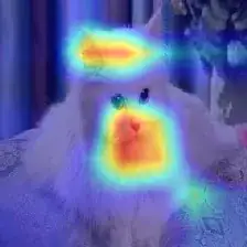 Image of a cat with a heatmap illuminating the subject of the image