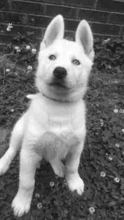 greyscale .jpg image, before conversion