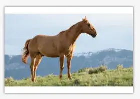 horse
