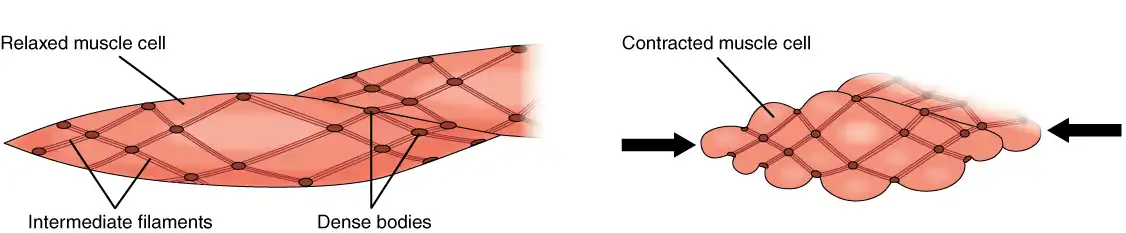 Smooth Muscle contraction diagram