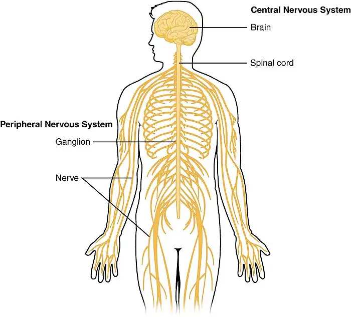 The Nervous System