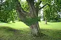 A mature tree in Belgium