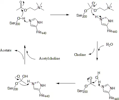 AChE's mechanism for hydrolysis of acetylcholine, not depicted is Glu327 which stabilizes protonation of His440
