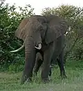 African bush elephants