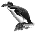 Alca impenis (Great Auk)