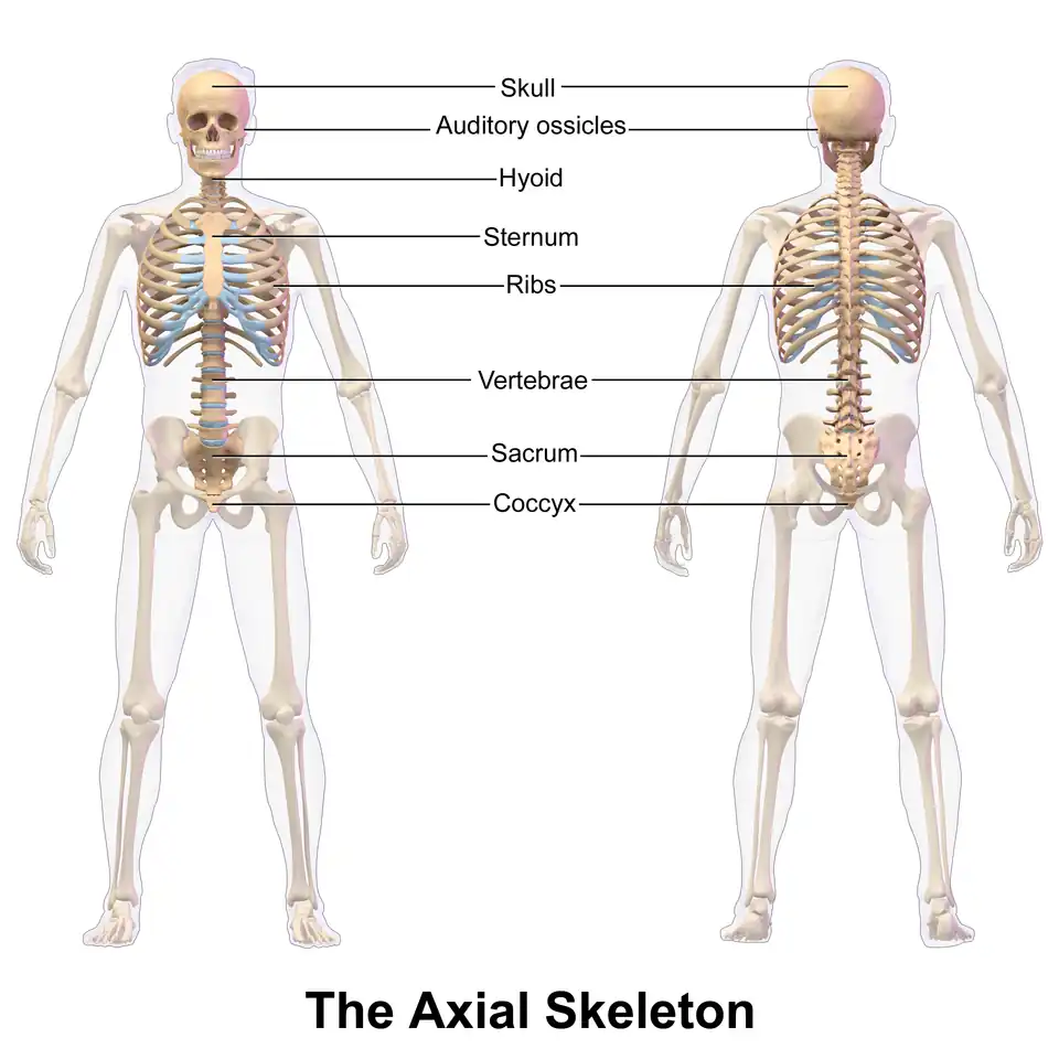 Axial Skeleton