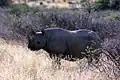 Black Rhino