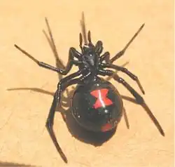 Southern Black Widow ( Latrodectus Mactans )